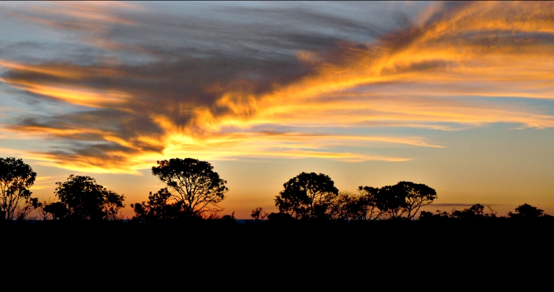 Quase metade da flora do cerrado brasileiro pode ser extinta | Valter Campanato/ABr