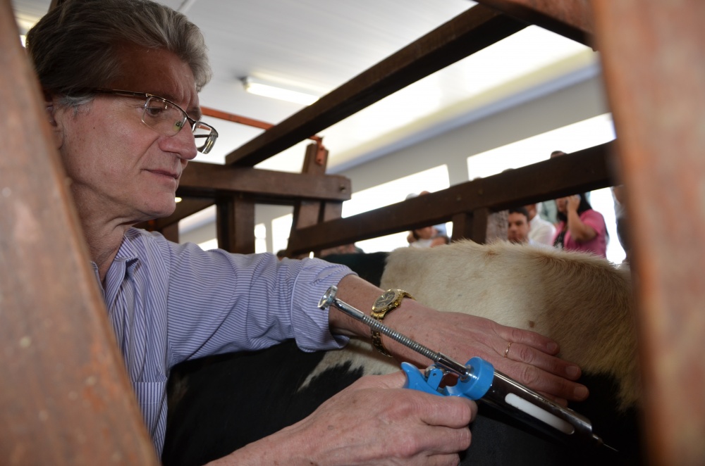 Secretário da Agricultura, Norberto Ortigara, faz vacinação simbólica em Umuarama para abrir campanha estadual antiaftosa de 30 dias, que começa sexta-feira. | Divulgaa§a£o/seab