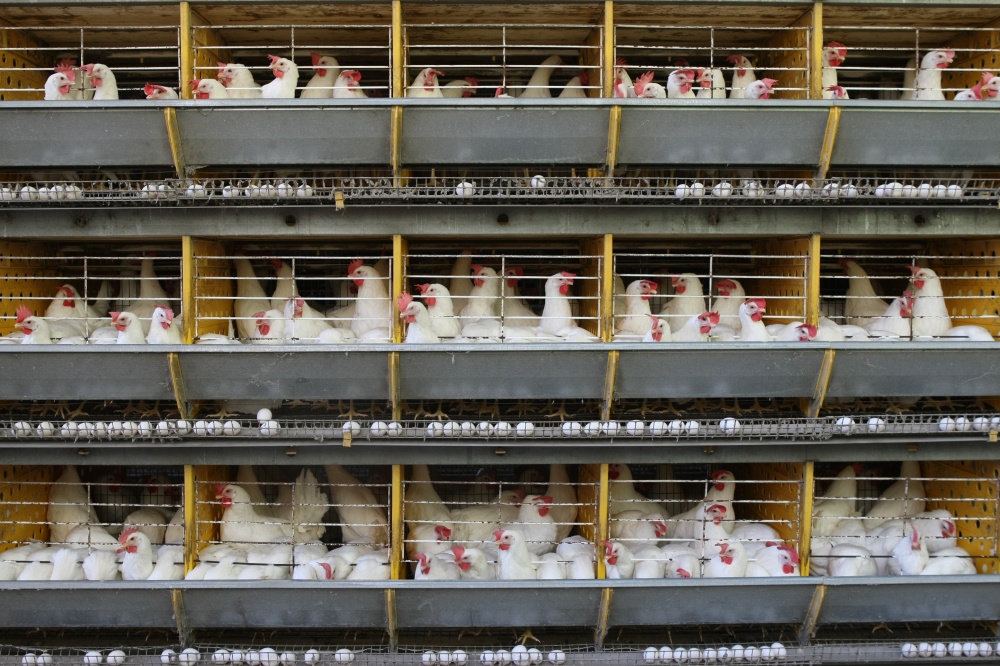 Com investimento de R$3 milhões, sistema reduz necessidade de mão de obra e torna as operações mais ágeis | Aniele Nascimento / Gazeta Do Povo