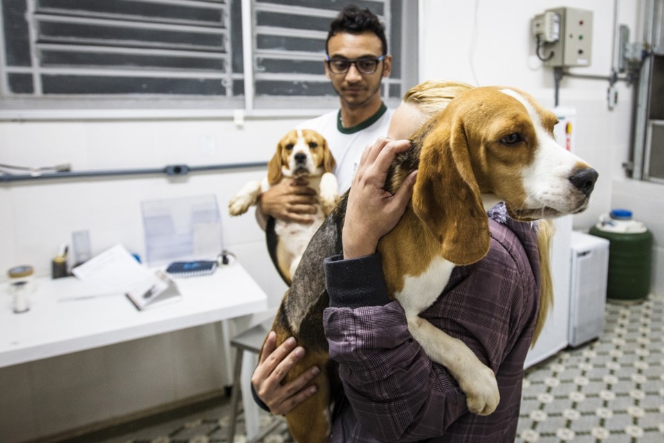 Ativistas seguram dois dos beagles resgatados do laboratório do Instituto Royal | Folhapress/Avener Prado