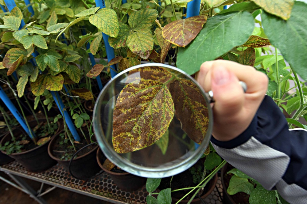 Setor estima que ferrugem já causou prejuízos superiores a US$25 bilhões no Brasil | Albari Rosa / Gazeta Do Povo