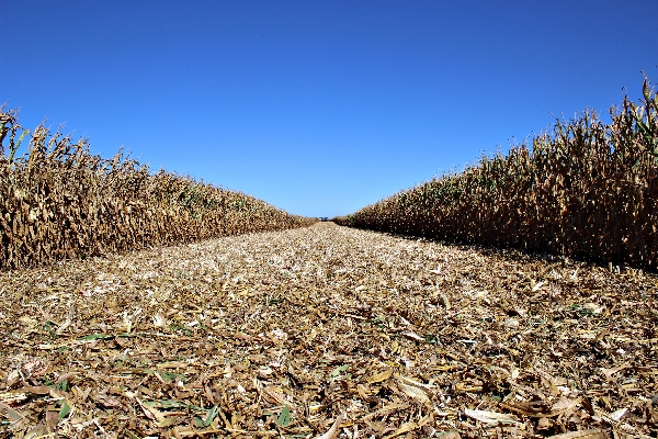 Em safra que começou com atraso, colheitadeiras atingem 50% das plantações norte-americanas de milho e soja. As vendas, no entanto, seguem lentas em época de expansão na América do Sul | Giovani Ferreira/gazeta Do Povo