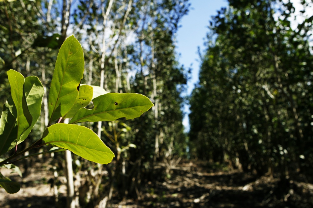 Erva-mate perdeu área e volume de produção ficou estável, colaborando para a alta nos preços |