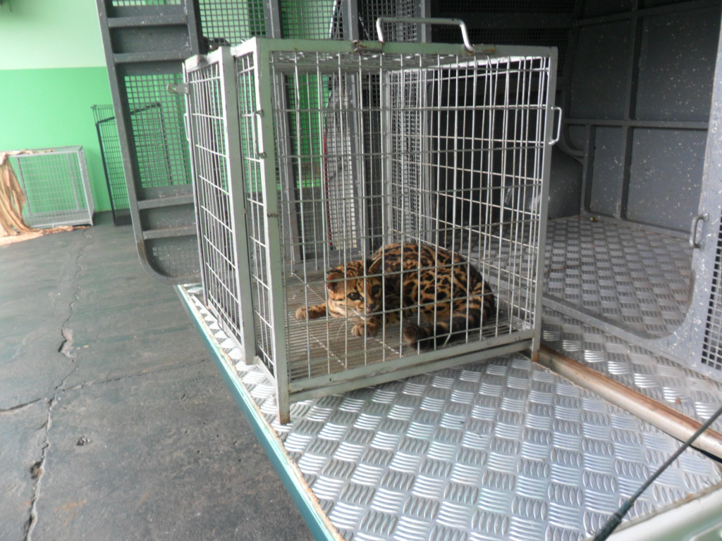 Fêmea de jaguatiricaatacou um galinheiro em Mandaguaçu, no noroeste do Paraná. Este ano aconteceram várias ocorrências desse tipo | Divulgação/Polícia Ambiental