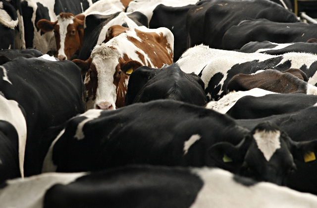 Mesmo com riscos de mercado, criadores brasileiros apostam no aumento rebanho | Josua© Teixeira/ Gazeta Do Povo