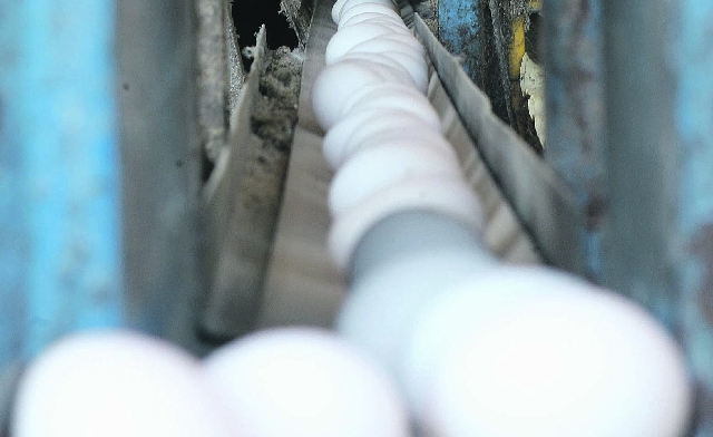 Depois de postos, ovos são levados para triagem por esteiras automáticas | Aniele Nascimento/ Gazeta Do Povo