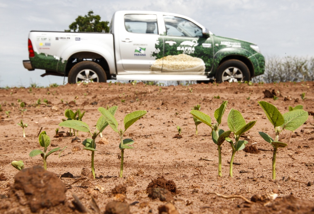 Equipes conferem trabalhos de campo no momento em que as plantas de soja começam a se desenvolver no campo. | Hugo Harada / Gazeta Do Povo