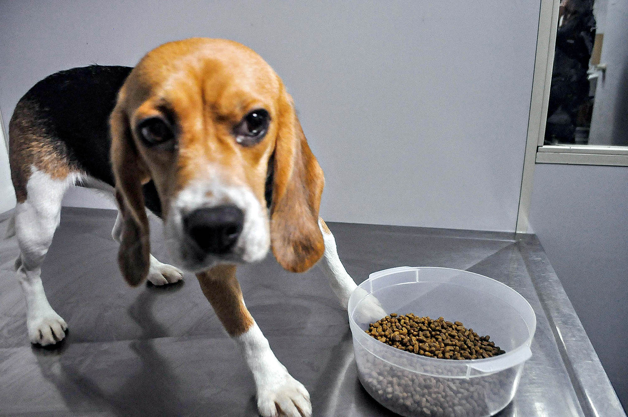 Cachorros encontrados em instituto no interior de São Paulo eram usados em testes de medicamentos | Cristiano Novais/ Sigmapress/ Folhapress