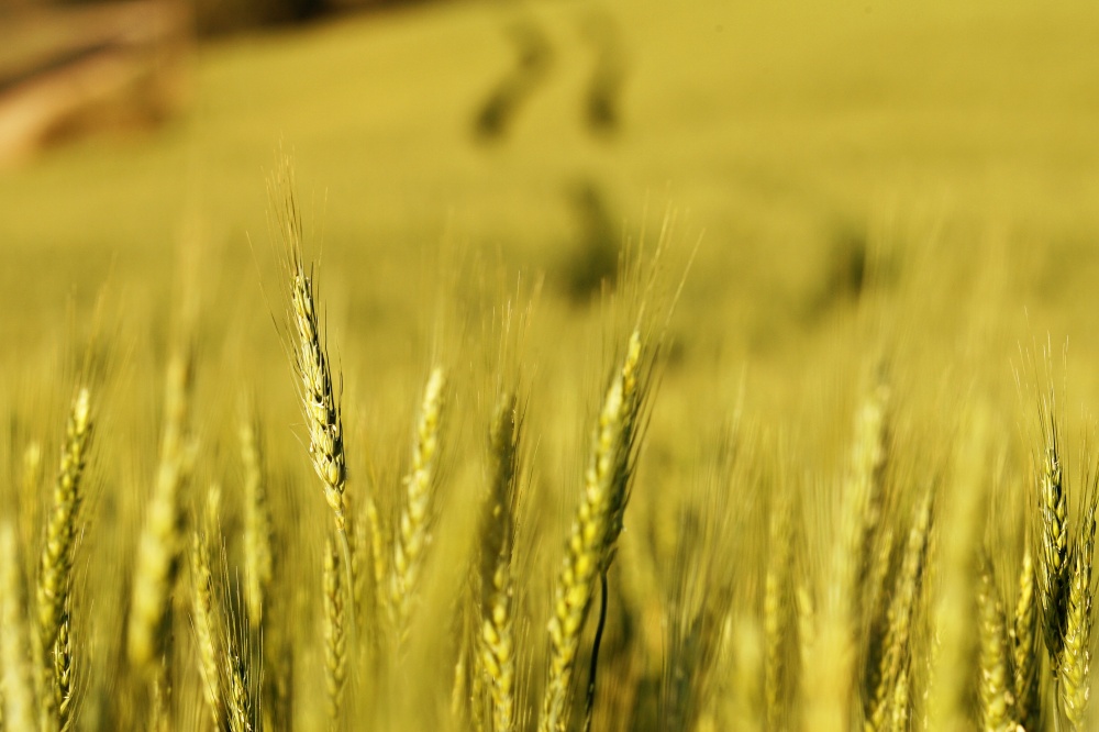 Escassez do produto gerou alta expressiva nas cotações | Josua© Teixeira / Gazeta Do Povo