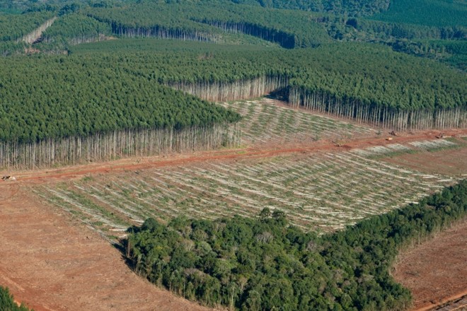 Área reflorestada pela Klabin em Telêmaco Borba | Henry Milleo/Gazeta do Povo