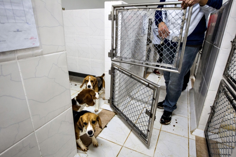 Animais retirados de instituto por ativistas no interior de São Paulo eram usados em pesquisas de medicamentos | Avener Prado/ Folhapress
