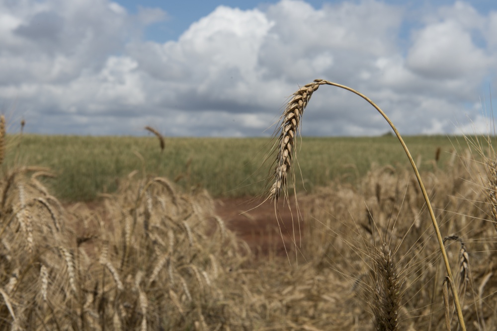 Escassez do produto para a indústria não foi aliviada com a entrada da safra de inverno | Henry Milla©o / Gazeta Do Povo