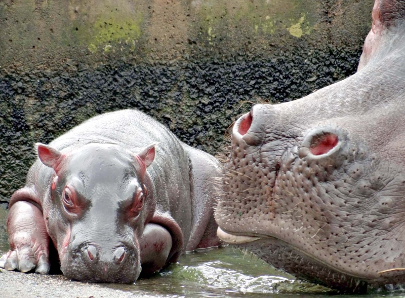 Outra filha do hipopótomo-fêmea Charlenemorreu ainda recém-nascida, em outubro, em circunstâncias que não foram elucidadas pelo Zoológico de Curitiba. Ela ainda não tinha nome | Alexander Biondo/ SMCS