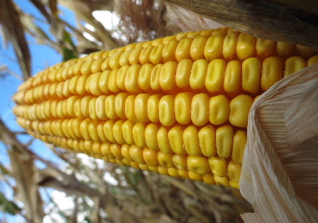 Perspectiva: espigas de milho em Indiana superaram altos e baixos do clima ao longo do desenvolvimento | Josa© Rocher/ Gazeta Do Povo