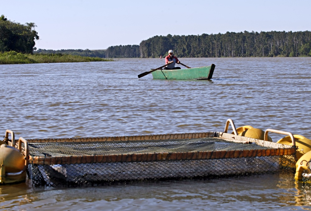 Vencedores da licitação vão poder utilizar áreas da União para produzir tilápias utilizando tanques-rede | Christian Rizzi / Gazeta Do Povo