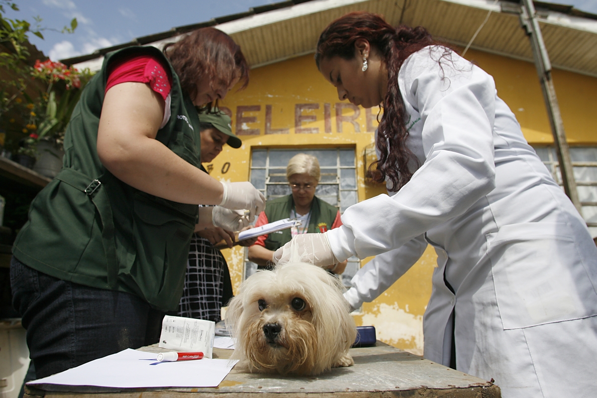 Outro canil clandestinofoi fechado em outubro no bairro Cajuru, em Curitiba. Cerca de 40 cães estavam em condições de maus-tratos em gaiolas de madeira, colocadas em uma garagem. Os proprietários do local foram multados em R$ 50 mil e tiveram que assinar um termo circunstanciado | Marco André Lima/Agência de Notícias Gazeta do Povo