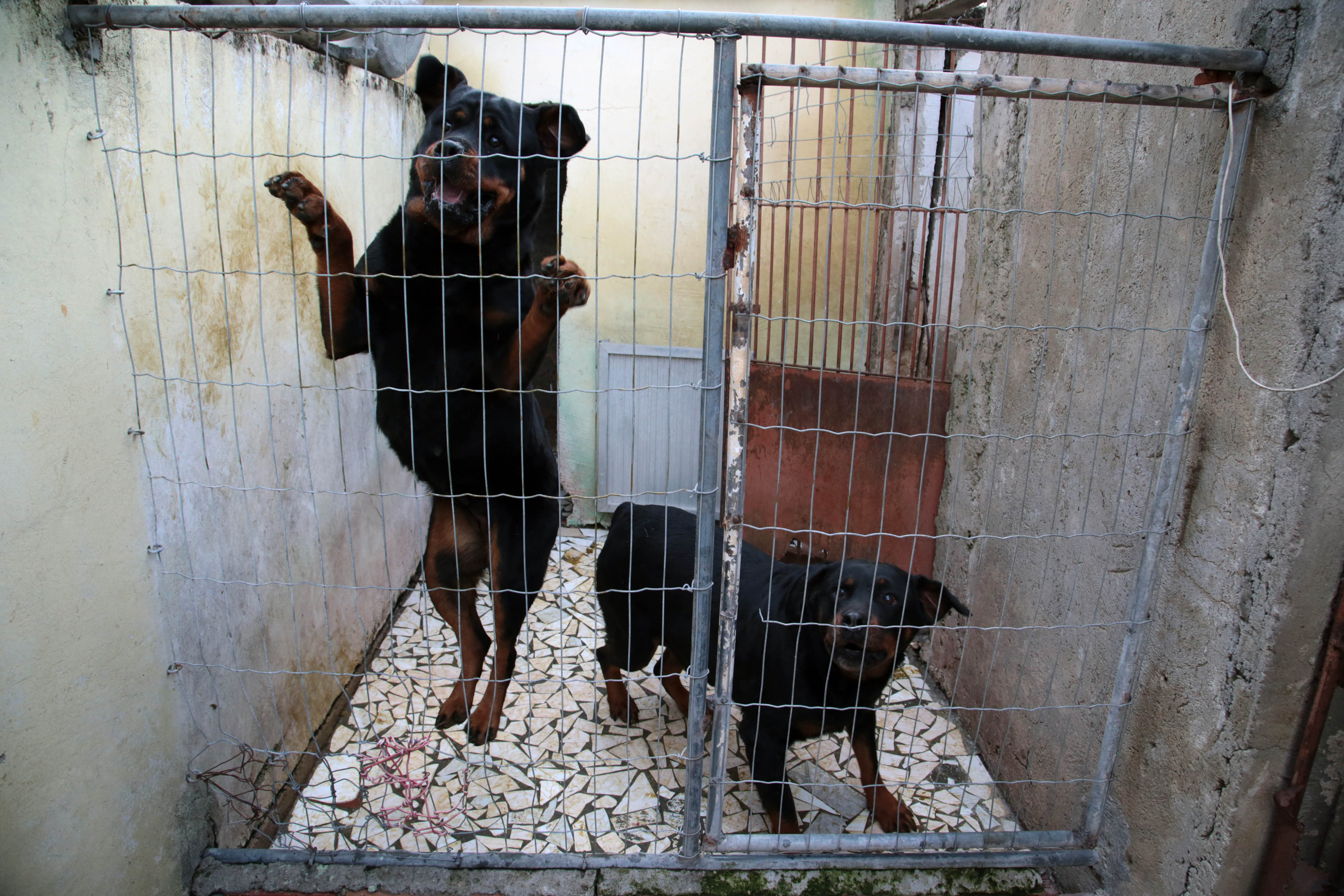 Animais de grande porte, como os rottweilers, continuam no canil irregular | Jaelson Lucas/SMCS