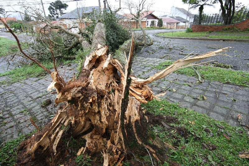 No Vista Alegre, vento derrubou uma árvore sobre a rua | Aniele Nascimento/Gazeta do Povo