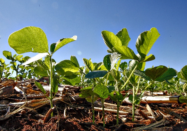 Com rendimentos comparados aos dos Estados Unidos, lavouras brasileiras de soja evitam maiores quedas na produtividade sul-americana | Hugo Harada / Gazeta Do Povo