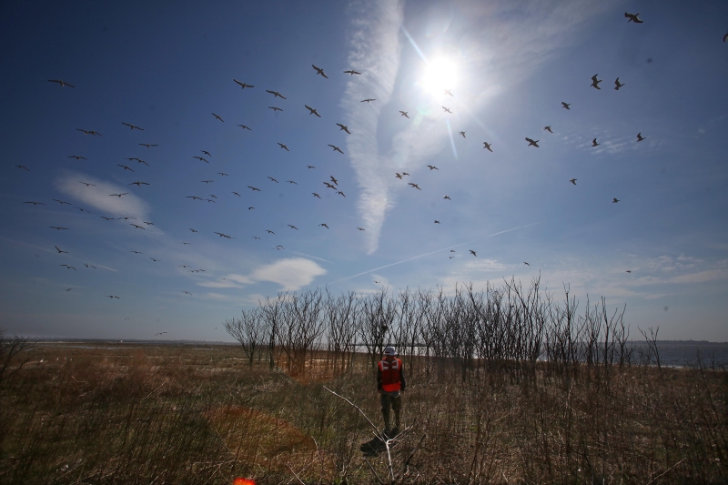 Marismas estão sendo recriadas na baía Jamaica, em Nova York | nicole bengiveno/The New York Times