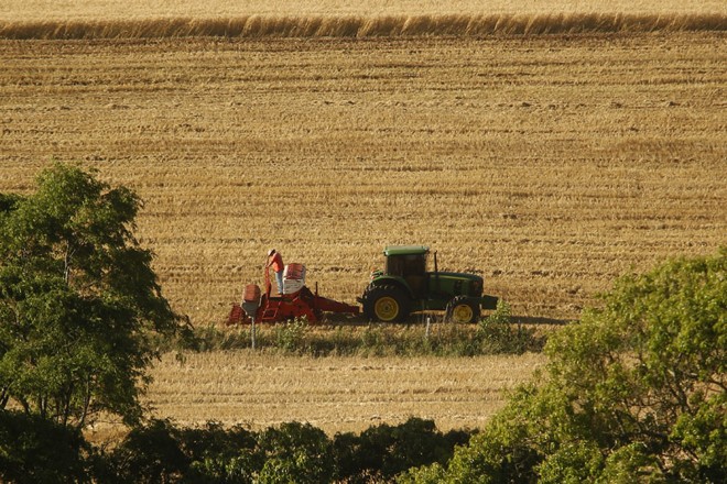 Plantio pós-trigo em Pato Branco | 