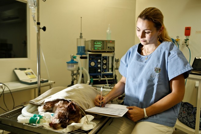 Ana Laura Angeli, coordenadora do curso de Medicina Veterinária na Universidade Tuiuti, conta que o uso de animais em aulas também tem impacto social. Em anestesiologia, por exemplo, os cães e gatos de rua usados são castrados. | Marcelo Andrade / Gazeta do Povo