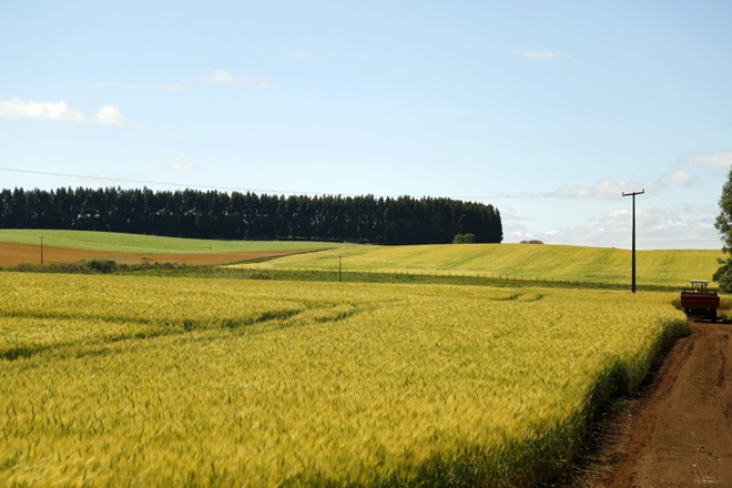 Campos em transição | 