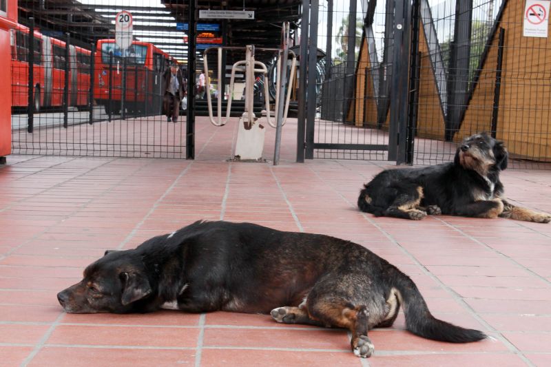 | Cesar Brustolin/SMCS