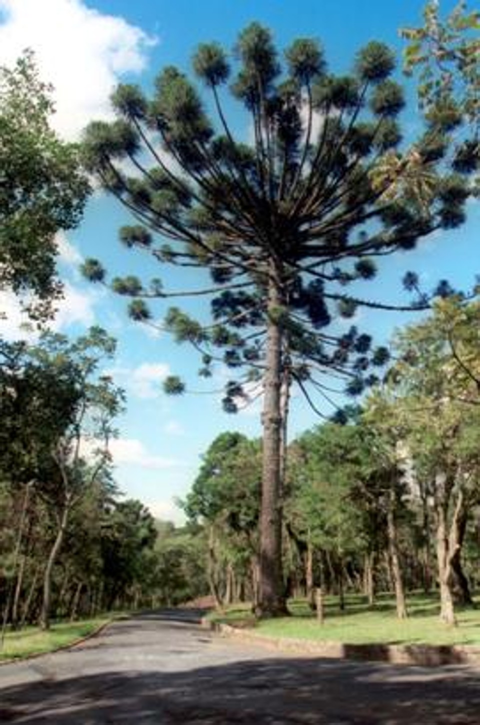 Bosque da Vida, no Parque da Barreirinha, será inaugurado nesta sexta-feira (22) | Divulgação/ Projeto Paz no Trânsito