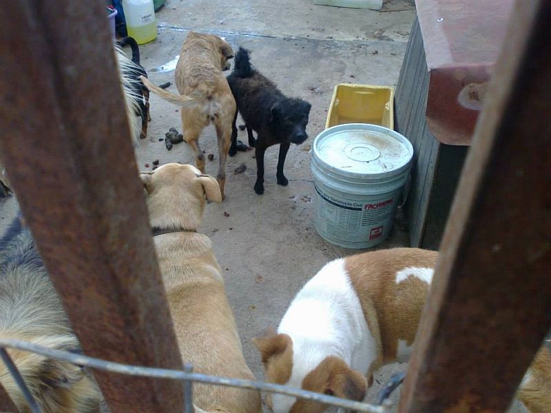 Entidades acusam que cães eram mantidos em condições precárias | Lidia Peixer/Arquivo Pessoal
