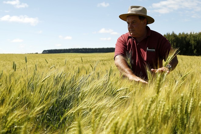 Semente para 2014. Na foto, o agricultor Antônio Hertz, de Guarapuava. | 