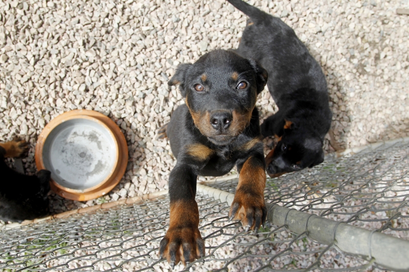 Não decida apenas pela carinha de me leva ao escolher um novo animal de estimação | Antonio More/ Gazeta do Povo