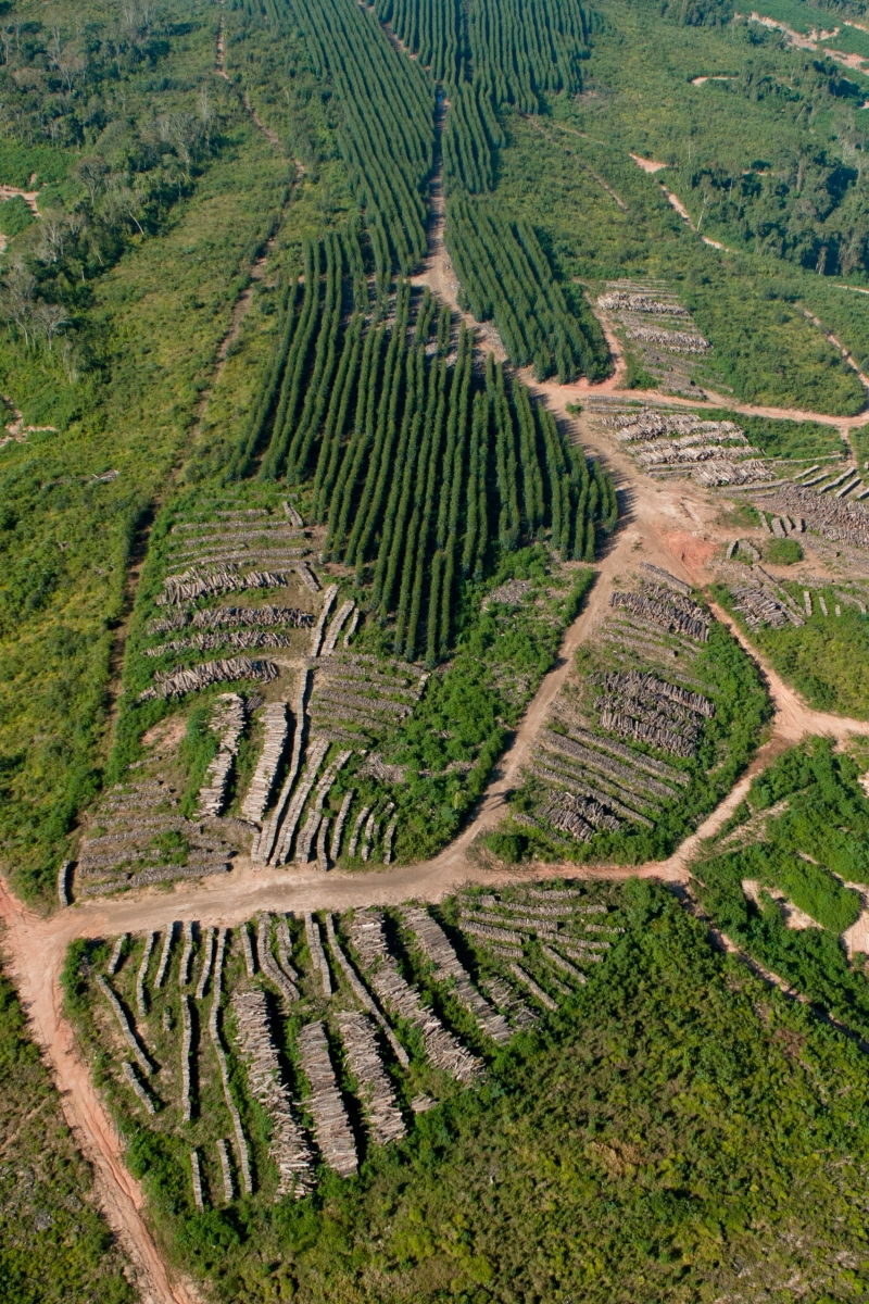 Desmatamento em alta | Henry Milléo/ Gazeta do Povo