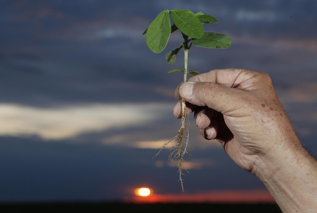 Discussões sobre produção, biotecnologia e sustentabilidade vêm à tona quando a América do Sul planta sua maior safra. | Jonathan Campos/ Gazeta Do Povo