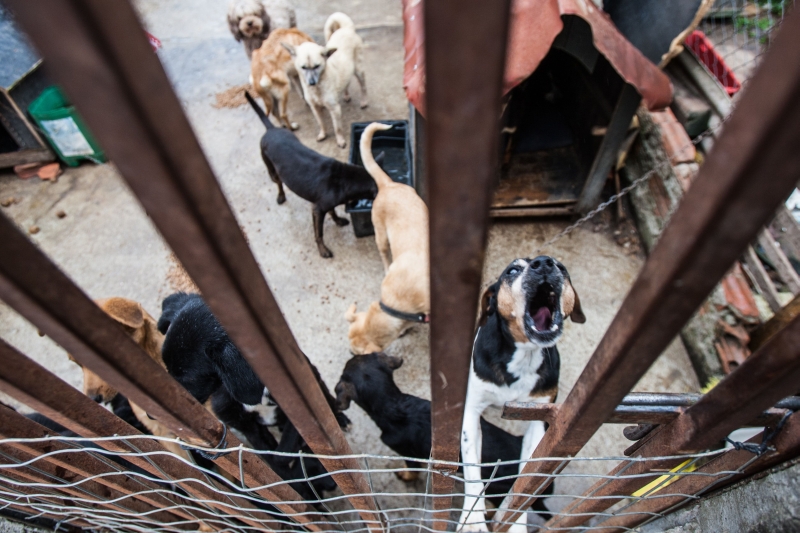 Cachorros foram levados para abrigos | Brunno Covello/ Gazeta do Povo