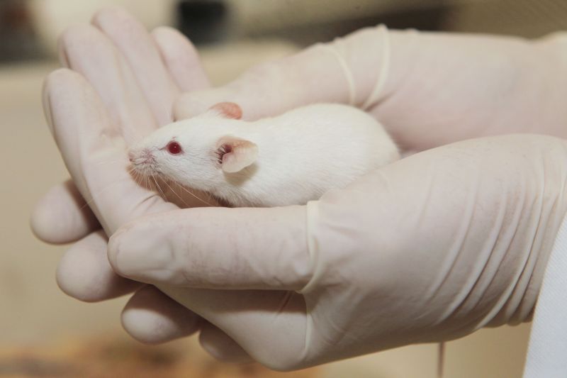 Uso de cobaias vivas, como ratos, em ambientes acadêmicos é alvo de questionamentos judiciais | Antônio More/ Gazeta do Povo
