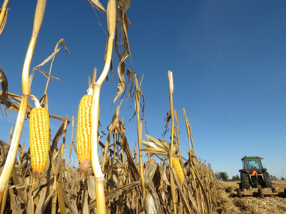 Estimativas da produção de milho de inverno refletem queda nos preços.. | Josa© Rocher / Gazeta Do Povo