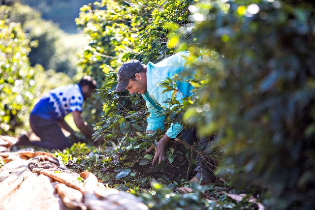 Preços impedem investimento em mecanização das lavouras | Bruno Covello/gazeta Do Povo