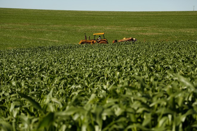 Milho e soja de vanguarda, em Cascavel | 