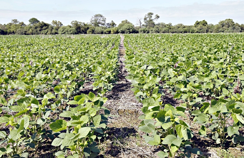 Plantação de soja em Loma Plata, no Chaco paraguaio: país é o quarto maior produtor da oleaginosa no mundo | Christian Rizzi/Gazeta do Povo