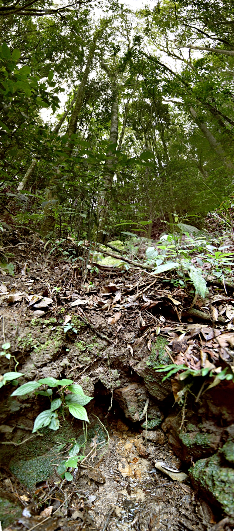 Uma das nascentes do Rio Miringuava, em São José dos Pinhais: mesada aos produtores deve garantir proteção | Priscila Forone/ Gazeta do Povo