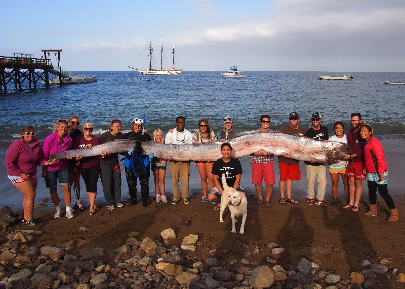 Cientistas exibem na foto maior um raro peixe-remo de 5,5 metros, um dos dois espécimes encontrados em outubro | Catalina Island Marine Institute, via Associated Press