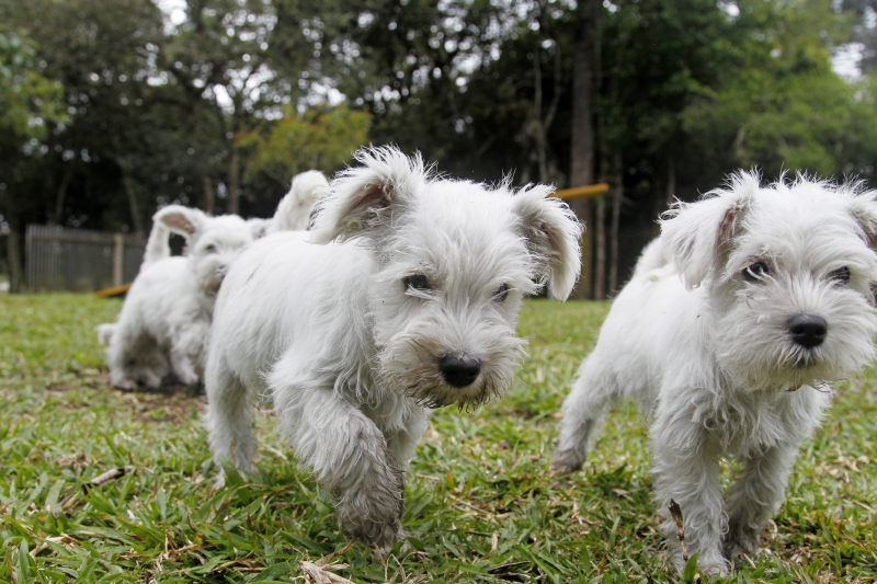 Documento será gratuito e trará dados sanitários do pet | Antonio More/ Gazeta do Povo