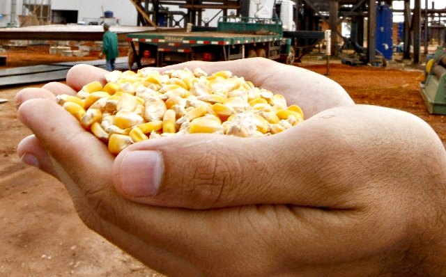 Usina em Mato Grosso é a primeira do Brasil a se tornar flex, moendo milho na entressafra da cana. | Hugo Harada/gazeta Do Povo