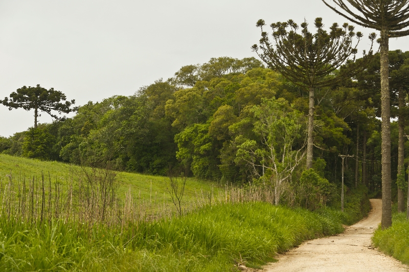 Áreas de preservação ambiental podem ser cortadas por construção | Marcelo Andrade/ Gazeta do Povo