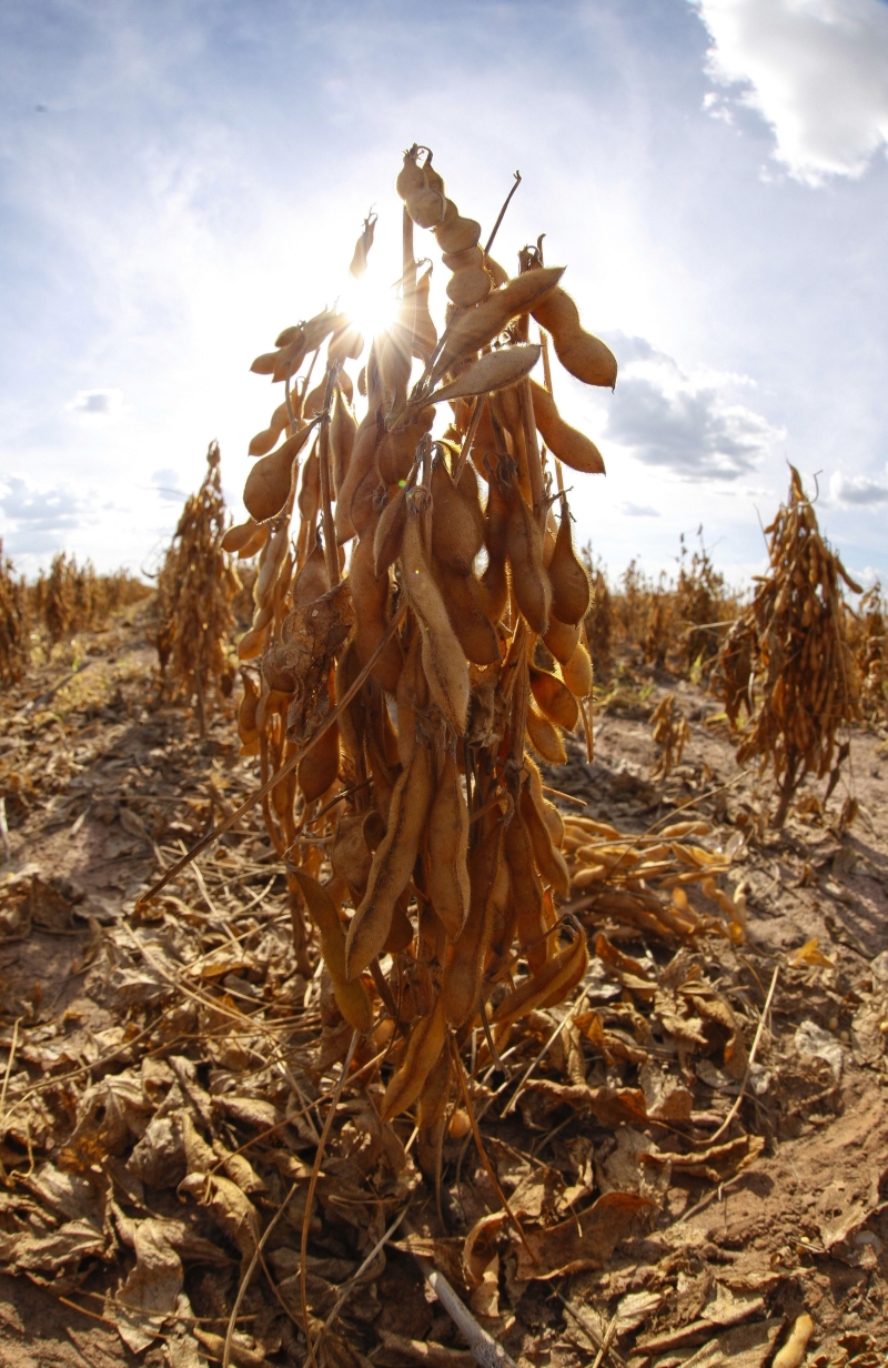 Nos próximos 17 anos, as safras de soja podem registrar perdas na ordem de 24% por causas das variações do clima | Hugo Harada/ Gazeta do Povo