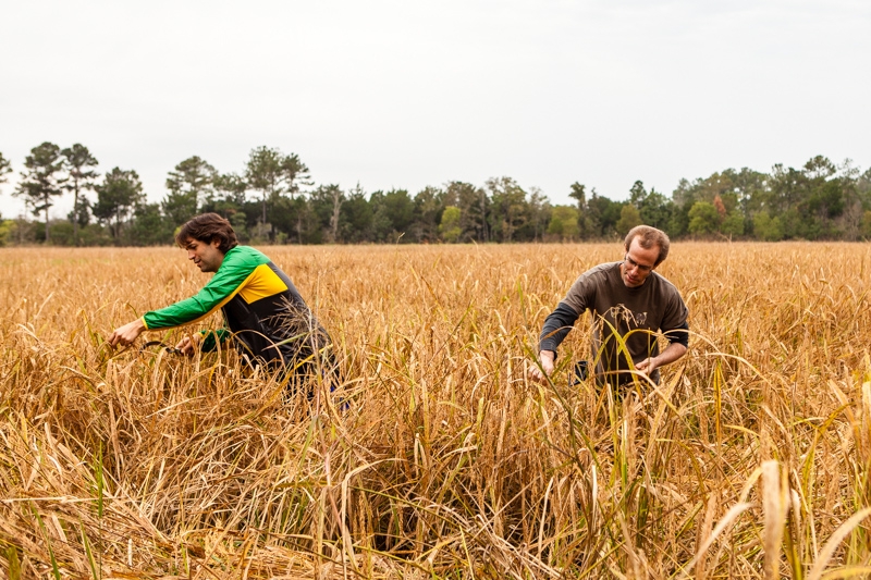 Ben Shewry, à esquerda, e Dan Barber colhendo o arroz de ouro | Alanna Hale Para The New York Times