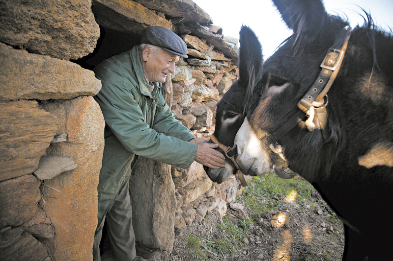 Gonçalo Domingues, diz que graças aos subsídios, pôde manter seus animais | João Pedro Marnoto/The New York Times