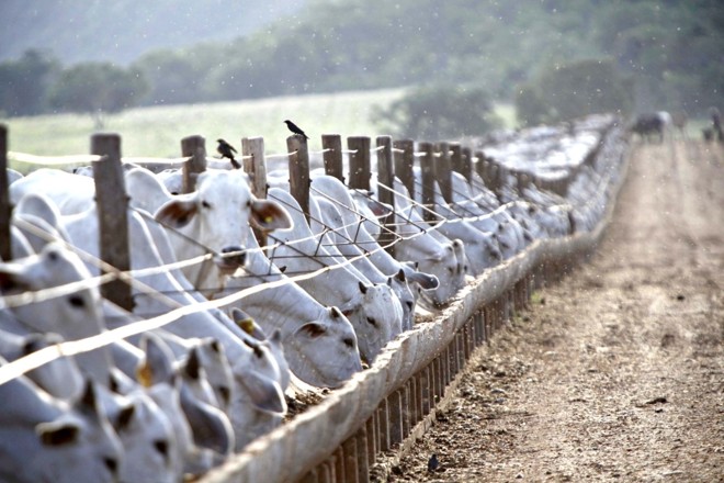 Carne bovina certificada é garantia de que não há resíduos de remédios e pesticidas | Jonathan Campos/ Gazeta do Povo