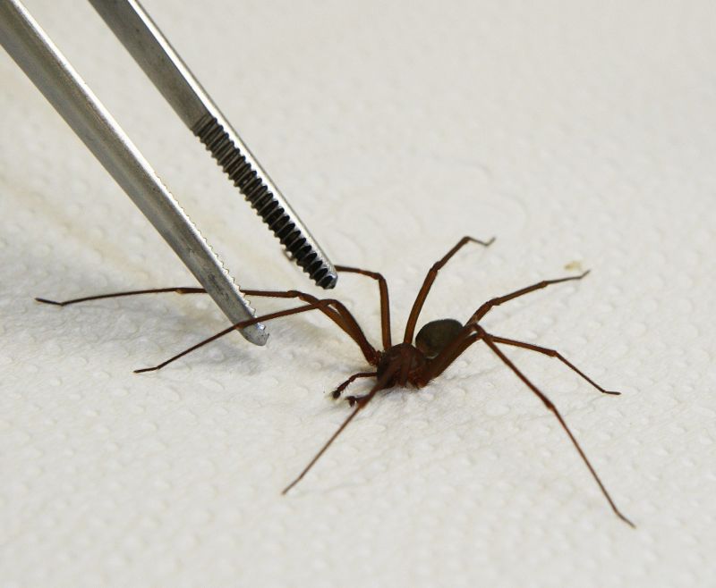 Mais de 30 mil incidentes envolvendo a aranha-marrom foram registrados nos últimos sete anos no Paraná | Ivonaldo Alexandre/Agência de Notícias Gazeta do Povo